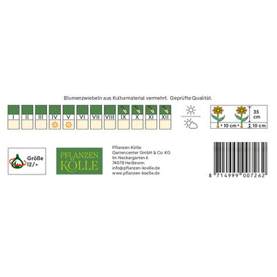 Gefranste Tulpen Mascotte dunkelrosa, 7 Blumenzwiebeln