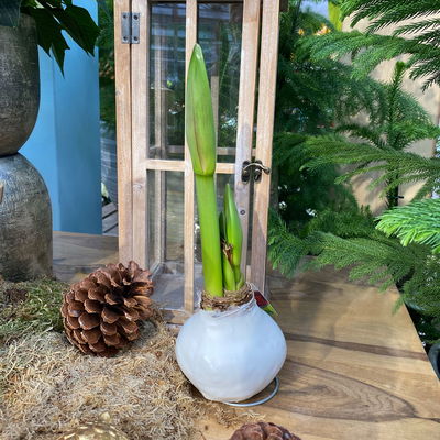 Amaryllis in Wachs XL, Dekor 'Basic White', Blüte rot