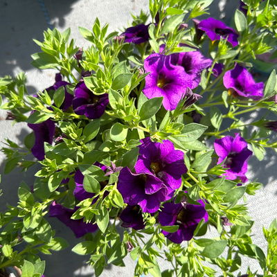 Zauberglöckchen, lila-blau, Topf-Ø 13 cm, 6 Pflanzen