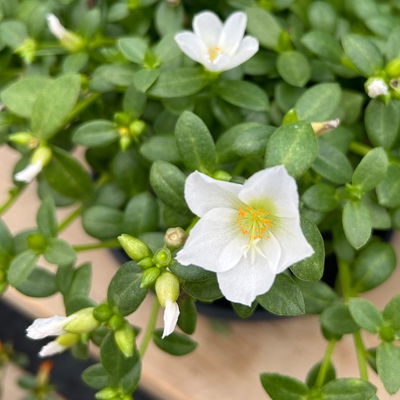 Portulakröschen , weiß, Topf-Ø 12 cm, 6 Pflanzen