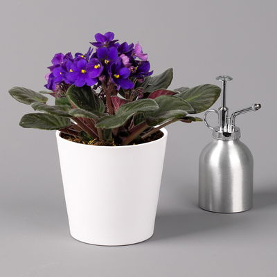 Usambaraveilchen in Keramiktopf Dallas weiß, dunkelblau, Topf-Ø 12 cm, 3er-Set Usambaraveilchen in Keramiktopf Dallas weiß, dunkelblau, Topf-Ø 12 cm, 3er-Set