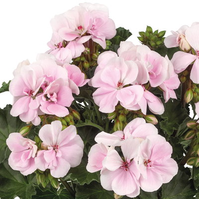 Geranie, zartrosa, stehend, Topf-Ø 13 cm, 6 Pflanzen Geranie, zartrosa, stehend, Topf-Ø 13 cm, 6 Pflanzen