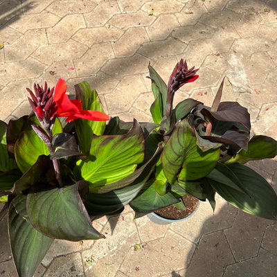 Canna 'CANNOVA® Bronze Scarlet'', rot, Topf-Ø 17 cm, 2 Pflanzen Canna 'CANNOVA® Bronze Scarlet'', rot, Topf-Ø 17 cm, 2 Pflanzen