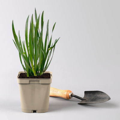 Bio Zierlauch 'Millenium', rotviolett, Topf 11x11 cm, 3 Pflanzen Bio Zierlauch 'Millenium', rotviolett, Topf 11x11 cm, 3 Pflanzen