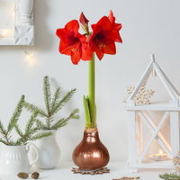 Amaryllis in Wachs XL, Dekor 'Superior Kupfer', Blüte rot Amaryllis in Wachs XL, Dekor 'Superior Kupfer', Blüte rot