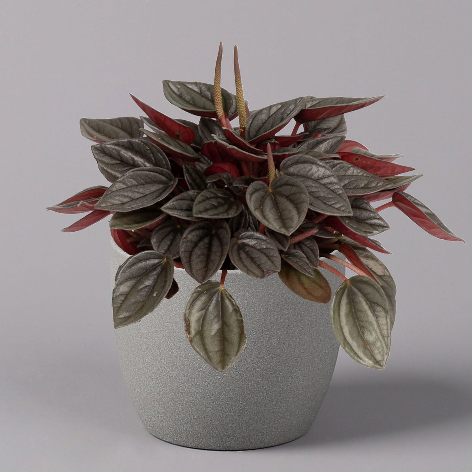 Peperomia, verschiedene Arten nach Verfügbarkeit, Topf-Ø 12 cm, Höhe ca. 20 cm