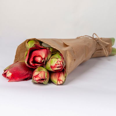 3 rot gefüllte Amaryllis 'Red Nymph'