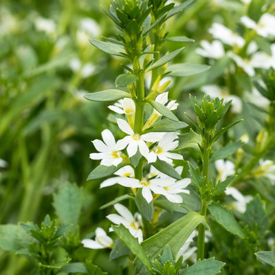 Fächerblume, weiß, Topf-Ø ca. 12 cm, 6 Pflanzen Fächerblume, weiß, Topf-Ø ca. 12 cm, 6 Pflanzen