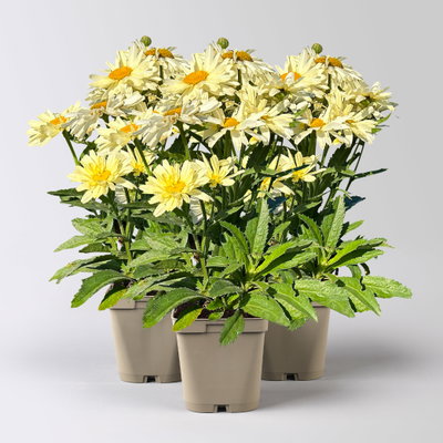 Bio Gelbe Margerite 'Banana Cream', hellgelb, Topf 11x11 cm, 3 Pflanzen Bio Gelbe Margerite 'Banana Cream', hellgelb, Topf 11x11 cm, 3 Pflanzen