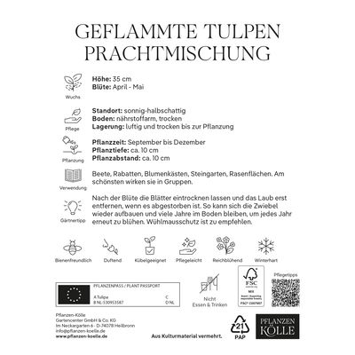 Geflammte Tulpen Prachtmischung, 7 Blumenzwiebeln