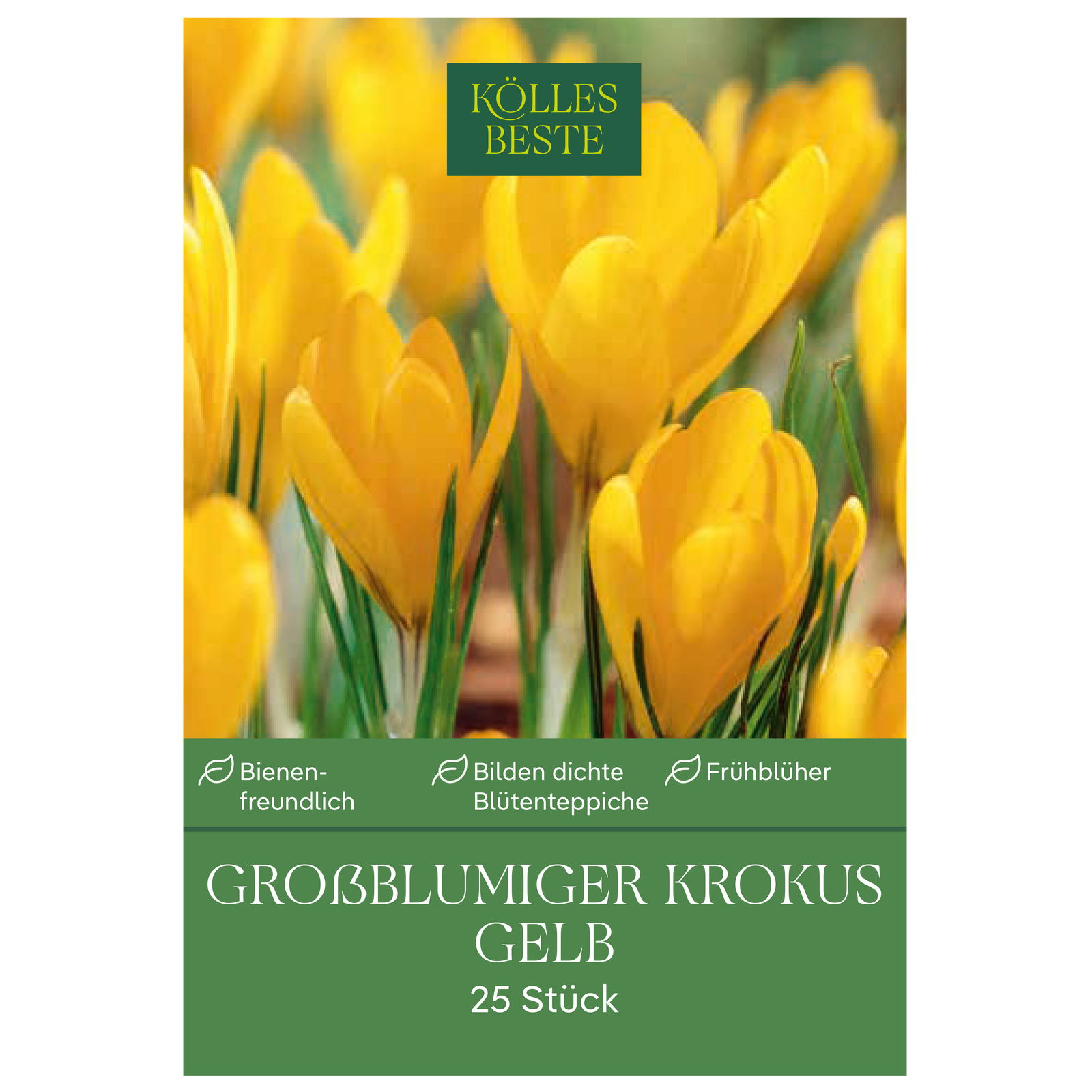 großblumige Krokusse, gelb, 25 Blumenzwiebeln