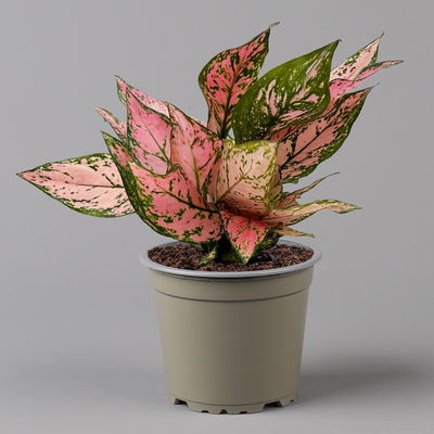 Aglaonema 'Pink', rosa-grün, Topf-Ø 12 cm, 2 Pflanzen