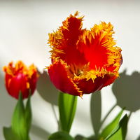 Tulpe zweifarbig, vorgetrieben, Topf-Ø 15 cm, 3 Pflanzen