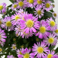 Aster novi-belgii Farben zufällig, Topf-Ø 12 cm, 6er-Set