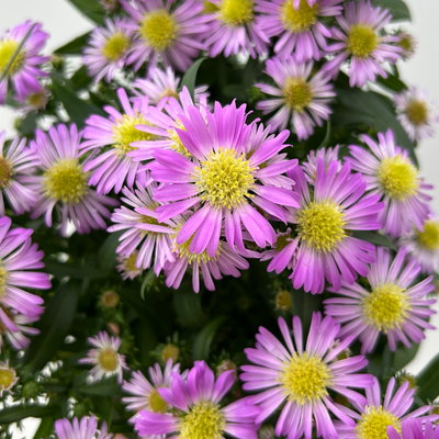 Aster novi-belgii Farben zufällig, Topf-Ø 12 cm, 6er-Set Aster novi-belgii Farben zufällig, Topf-Ø 12 cm, 6er-Set