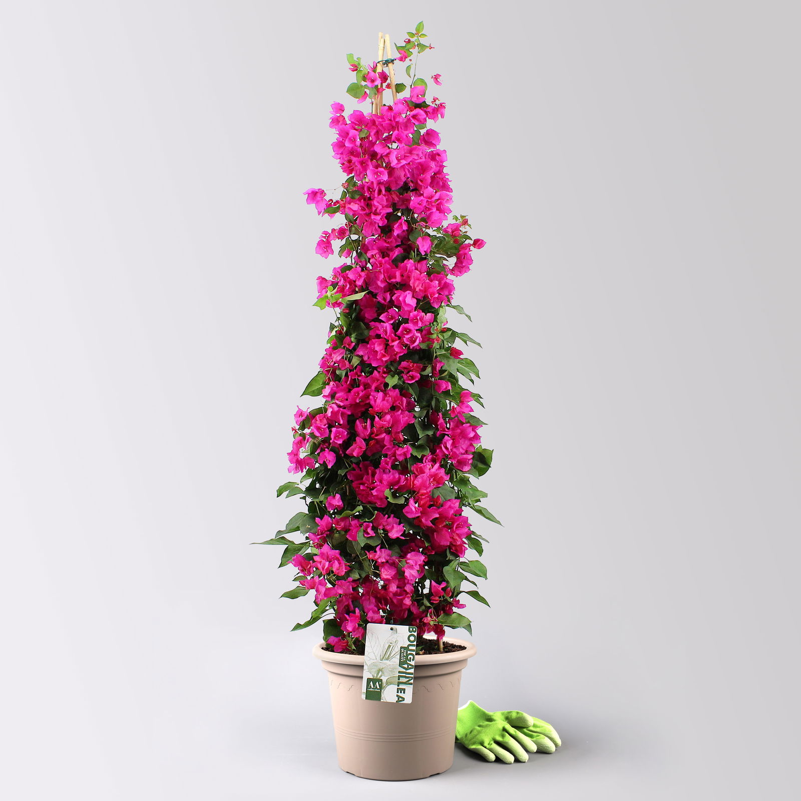 Bougainvillea, Pyramide, Topf-Ø 29 cm, Höhe ca. 140-150 cm