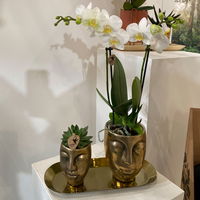 Geschenkset Orchidee & Sukkulente, gold, inkl. Übertöpfen und Dekotablett