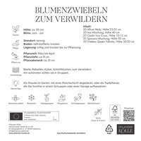 Kölles Beste Blumenzwiebeln zum Verwildern Mischung, 100 Blumenzwiebeln