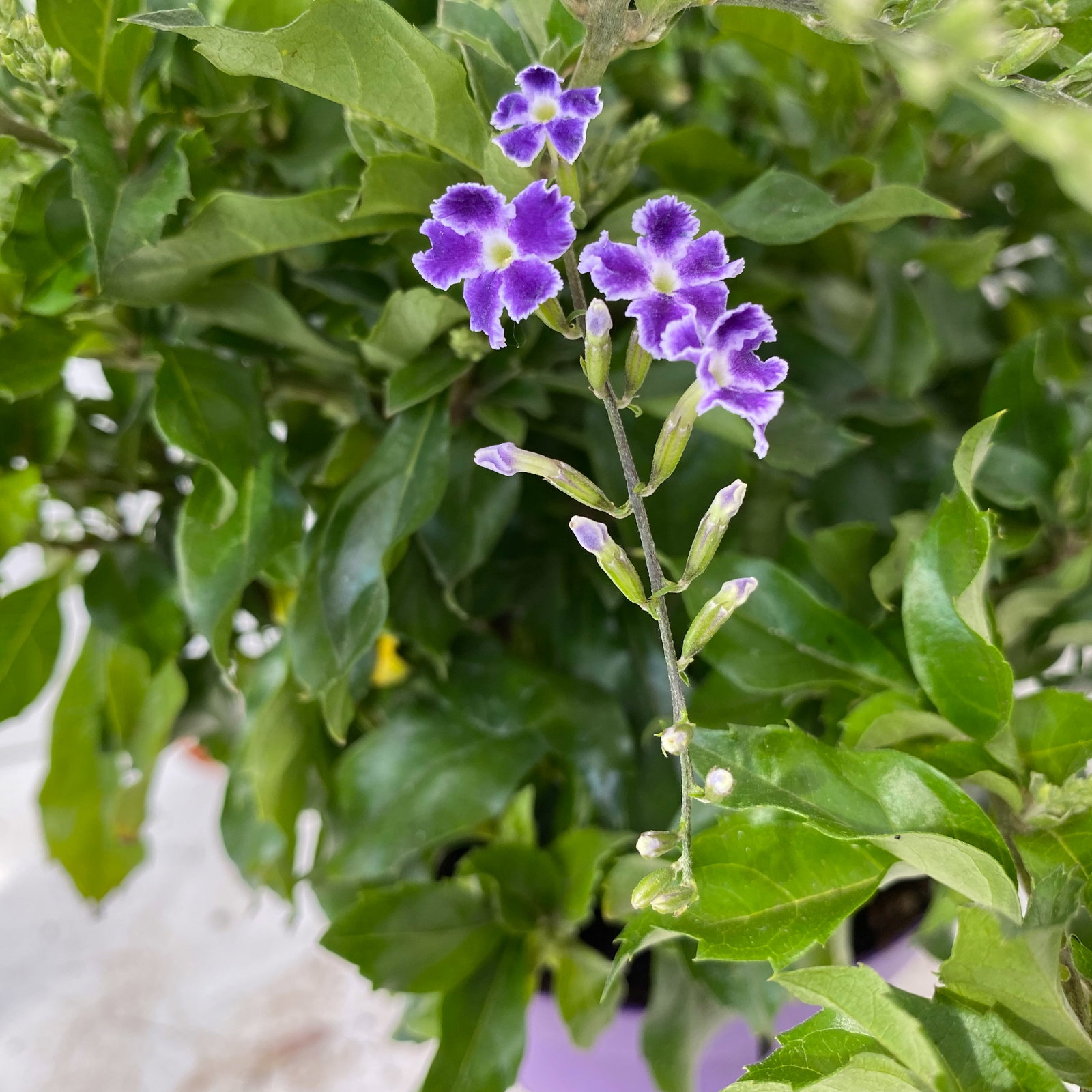Himmelsblüte, Pyramide, Topf-Ø 17 cm, Höhe ca. 75 cm, 2 Pflanzen