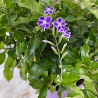 Himmelsblüte, Pyramide, Topf-Ø 17 cm, Höhe ca. 75 cm, 2 Pflanzen