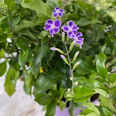 Himmelsblüte, Pyramide, Topf-Ø 17 cm, Höhe ca. 75 cm, 2 Pflanzen