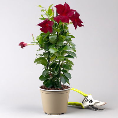 Dipladenie dunkelrot, Pyramide, Topf-Ø 14 cm, Höhe ca. 50 cm, 2 Pflanzen