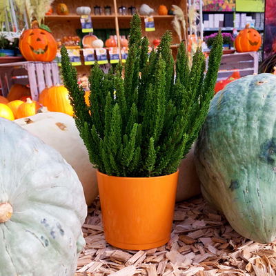 Besenheide SKYLINE® grün, Topf-Ø 13 cm, 3 Pflanzen