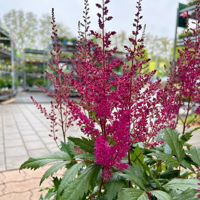 Astilbe arendsii, lila, Topf-Ø 15 cm