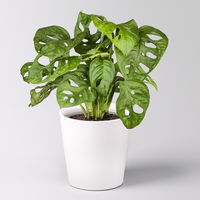 Grünpflanzenkreation 'Hängendes Grün', Topf-Ø 12cm + Übertopf Dallas, 4 Pflanzen