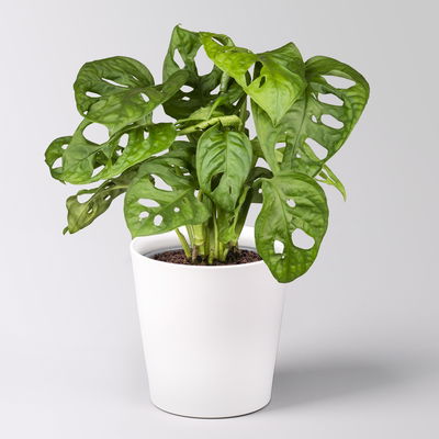 Grünpflanzenkreation 'Hängendes Grün', Topf-Ø 12cm + Übertopf Dallas, 4 Pflanzen