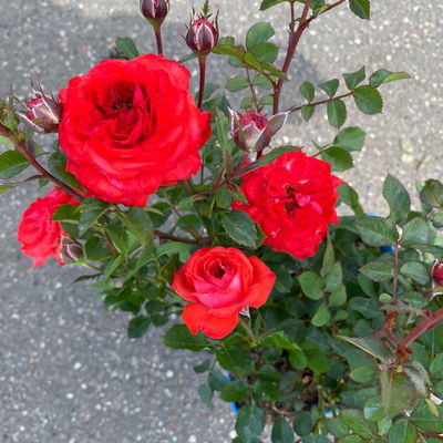 Zwergrose 'Zwergenfee 09®', orange-rot, Topf 3 Liter, 4 Pflanzen