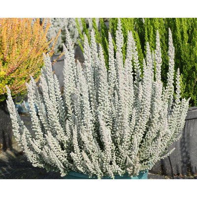 Calluna Fluffy®, silberlaubig, Topf-Ø 11 cm, 6 Pflanzen