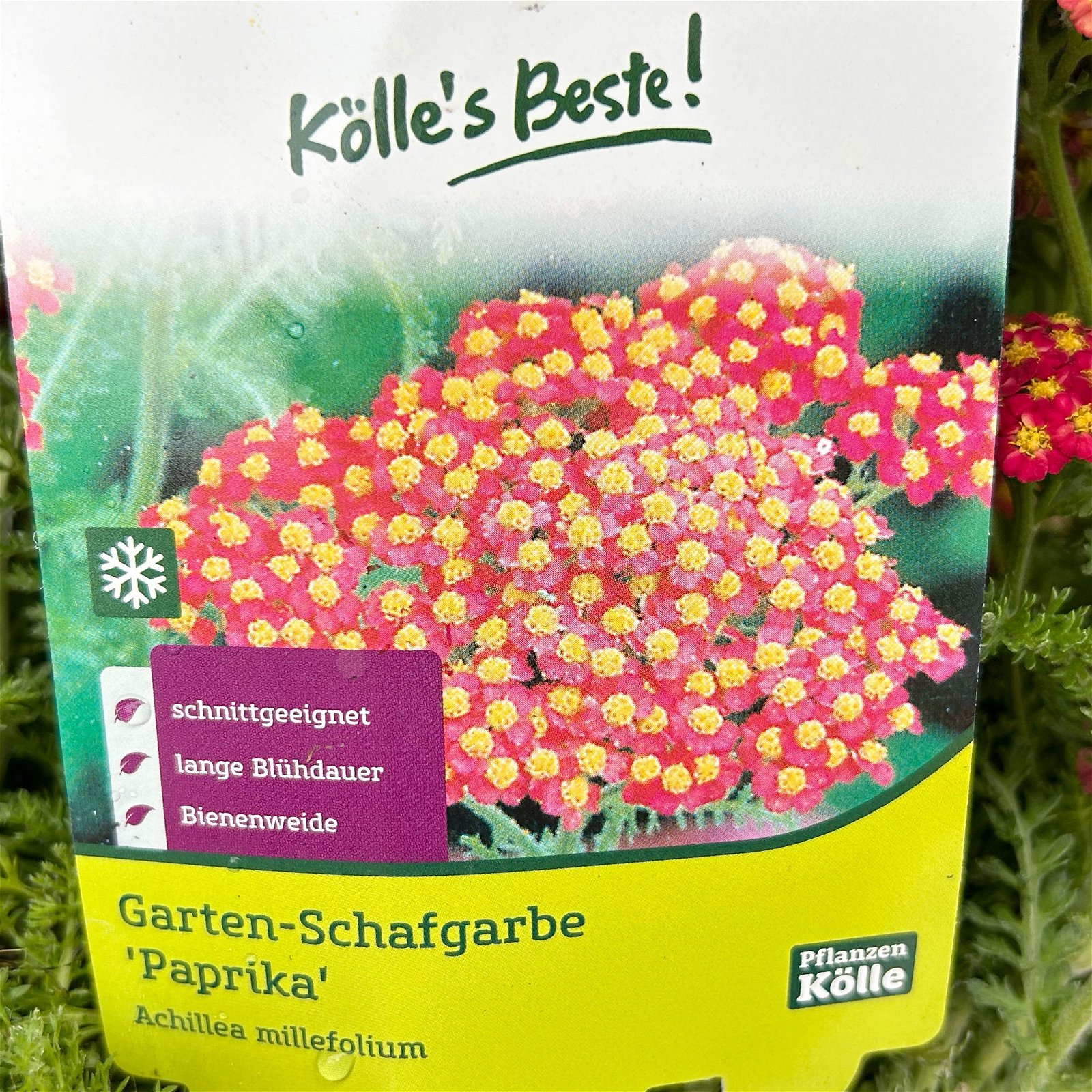 Kölle's Beste Garten-Schafgarbe 'Paprika' rot, 19 cm Topf