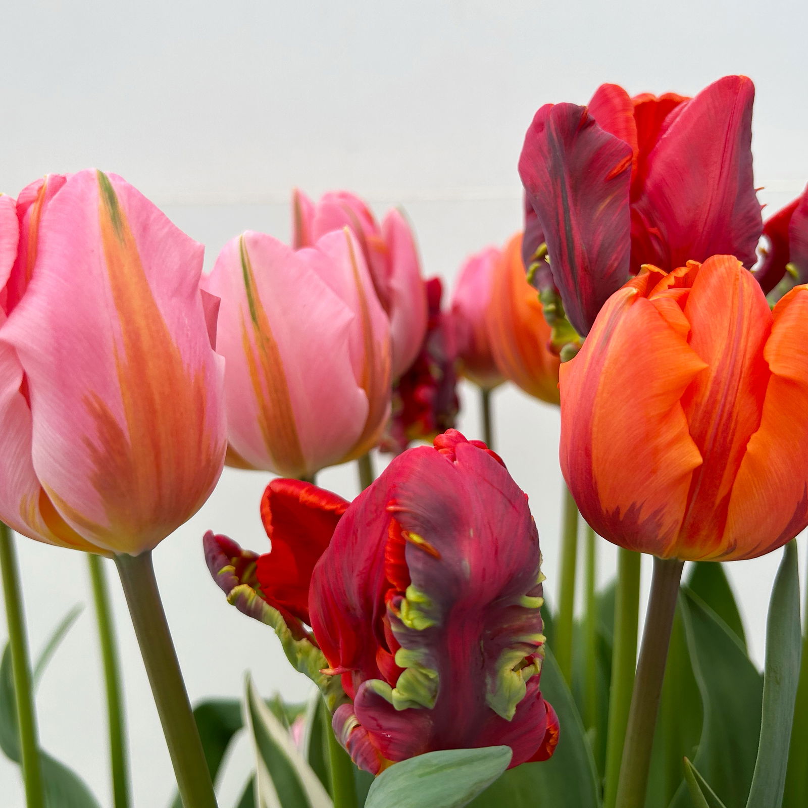 Tulpe Mixtopf bunt, vorgetrieben, Topf-Ø 23 cm