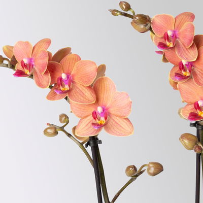 Schmetterlingsorchidee, orange, 2 Rispen, Topf-Ø 12 cm, Höhe ca. 50 cm Schmetterlingsorchidee, orange, 2 Rispen, Topf-Ø 12 cm, Höhe ca. 50 cm