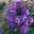 Bio Flammenblume 'Adessa® Purple Star' violett-weiß, Topf-Ø 11 cm, 3er-Set
