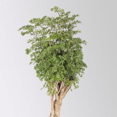 Polyscias fruticosa 'Hawaiian Ming', Topf-Ø 12 cm, Höhe ca. 60 cm, 2 Pflanzen