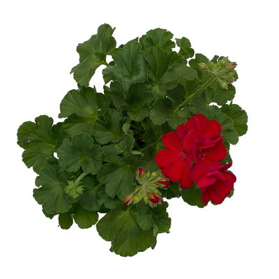 Geranie kirschrot, stehend, Topf-Ø 13 cm, 6 Stück