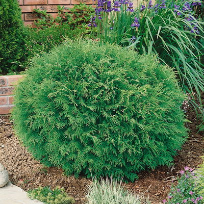 Kugel-Lebensbaum 'Danica', Topf-Ø 13 cm, 6 Pflanzen Kugel-Lebensbaum 'Danica', Topf-Ø 13 cm, 6 Pflanzen