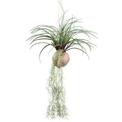 Künstliche Tillandsia stricta, Höhe ca. 72 cm Künstliche Tillandsia stricta, Höhe ca. 72 cm
