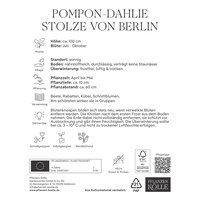 Kölles Beste Pompon-Dahlie 'Stolze von Berlin' rosa, 1 Blumenknolle