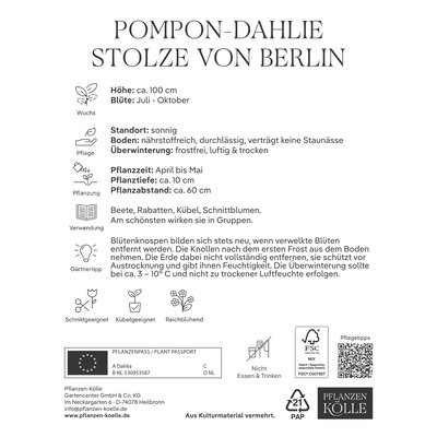 Kölles Beste Pompon-Dahlie 'Stolze von Berlin' rosa, 1 Blumenknolle