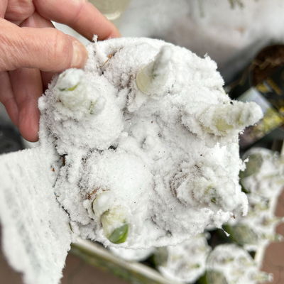 Narzisse 'Bridal Crown' , winterweiß, vorgetrieben, Topf-Ø 12 cm, 6 Pflanzen Narzisse 'Bridal Crown' , winterweiß, vorgetrieben, Topf-Ø 12 cm, 6 Pflanzen