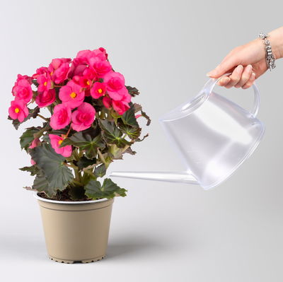 Elatior-Begonie, rosa & weiß, Topf-Ø 14 cm, Höhe ca. 20-27 cm, 4 Pflanzen