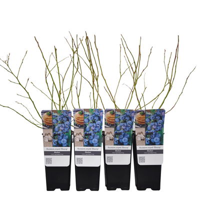 Heidelbeere 'Bluecrop', 4er-Set, Topf je 2 Liter