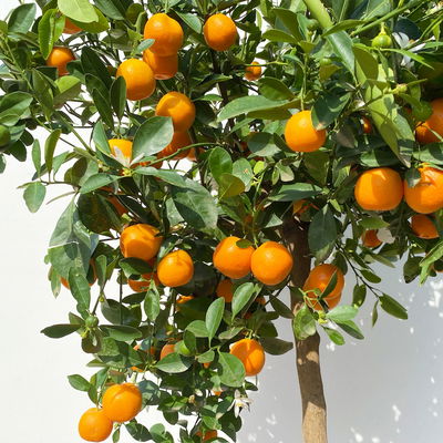 Calamondin, Stamm, Topf-Ø 35 cm, Höhe ca. 170 cm