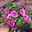 Zauberglöckchen 'Pink'' pink, Topf-Ø 13 cm, 6 Pflanzen