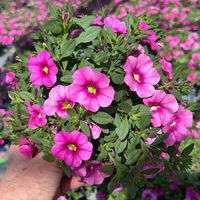 Zauberglöckchen 'Pink'' pink, Topf-Ø 13 cm, 6 Pflanzen