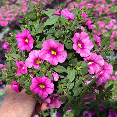 Zauberglöckchen 'Pink', pink, Topf-Ø 13 cm, 6 Pflanzen