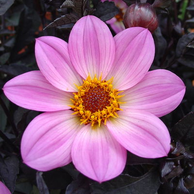 Dahlie bienenfreundlich, Farbe zufällig, Topf-Ø 14 cm, 4 Pflanzen